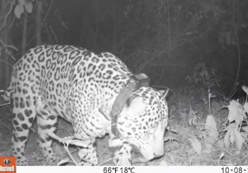 Onça-pintada na Mata Atlântica - Foto: reprodução / JN