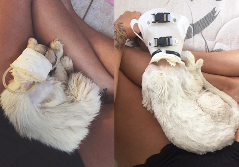 Tapioca após retirada de tumor - Fotos: Isabella Alves