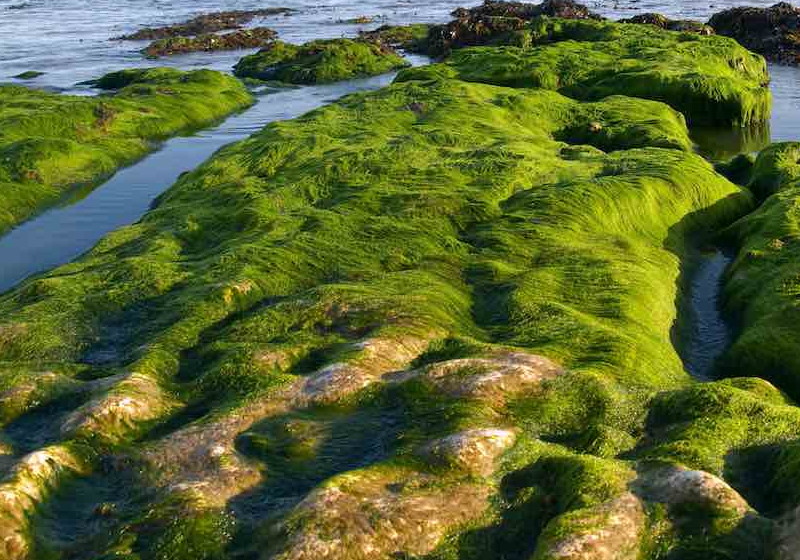 Foto: reprodução GNN