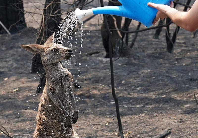 Jovem dá banho em canguru - Foto: Matrix/DailyMail Australia||