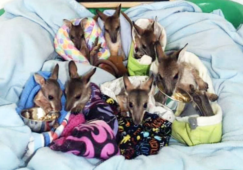 Filhotes resgatados - Foto: Reprodução/The Agile Project|