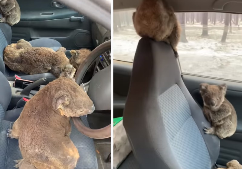 Fotos: reprodução YouTube