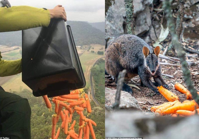 Fotos: Matt Kean / Twitter e NSW Office