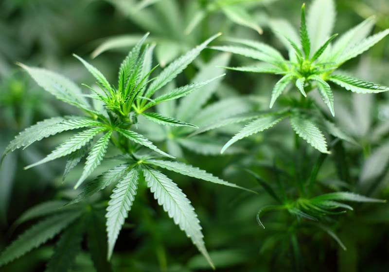 Plantas de maconha / cannabis - Foto: Pixabay
