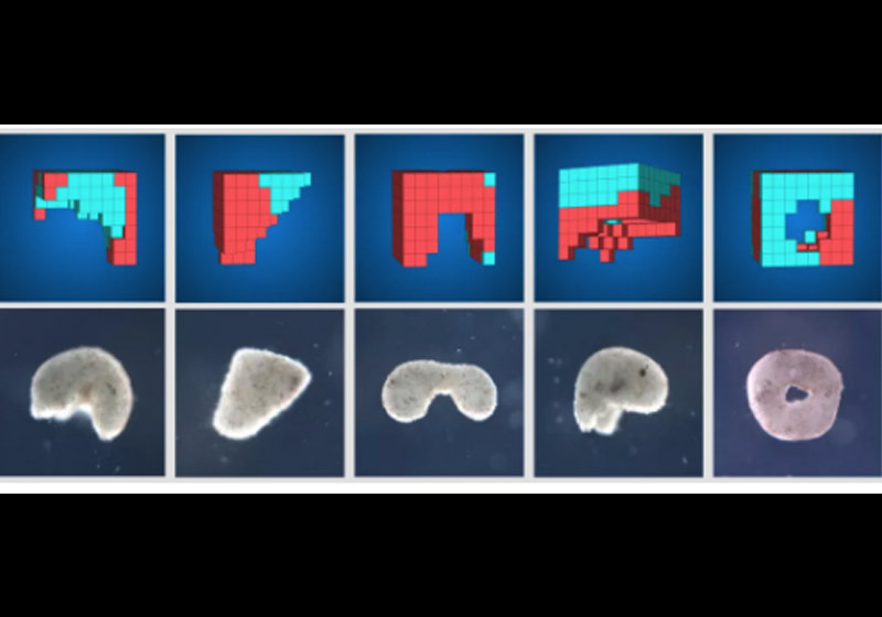 Protótipos testados pelos cientistas - Foto: University of Vermont/PNAS