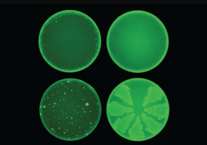 antibiotico_ia A halicina (acima) impediu o desenvolvimento de resistência a antibióticos em E. coli
