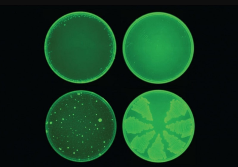 A halicina (acima) impediu o desenvolvimento de resistência a antibióticos em E. coli