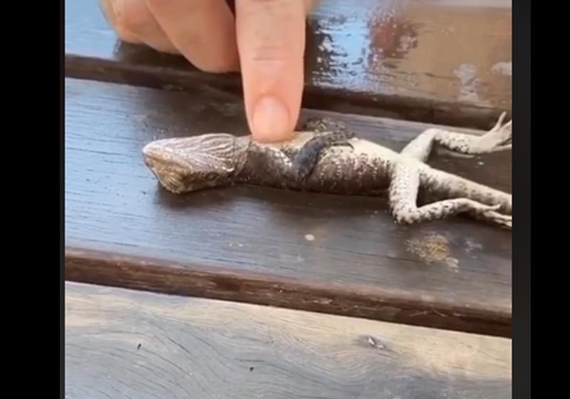 Bombeiro faz RCP em lagarto - Foto: reprodução / Facebook