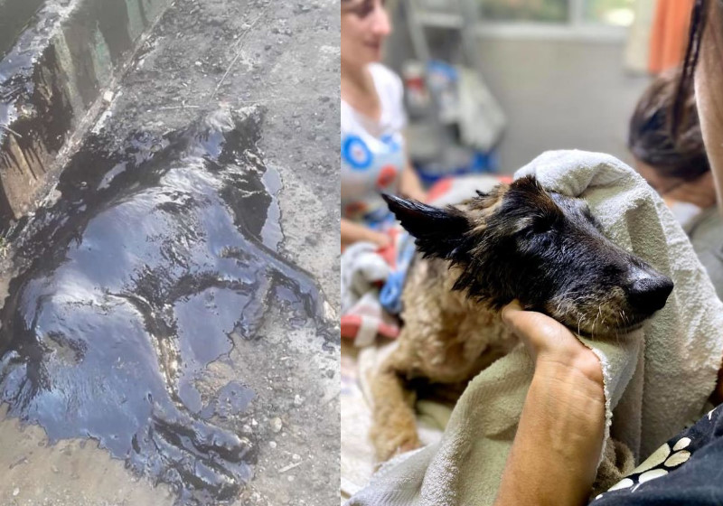 Foto: Proyecto4Patas|Fotos: Proyecto4Patas|Fotos: Proyecto4Patas||||||