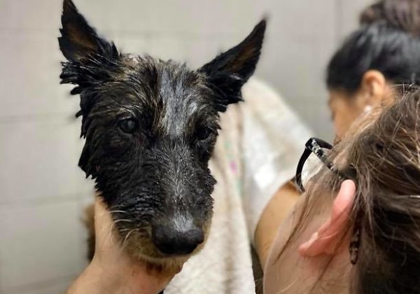 Fotos: Proyecto4Patas