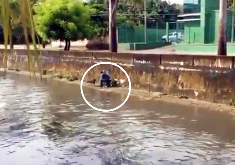 Cinegrafista resgando cão - Foto: reprodução / Instagram / Tribuna do Ceará