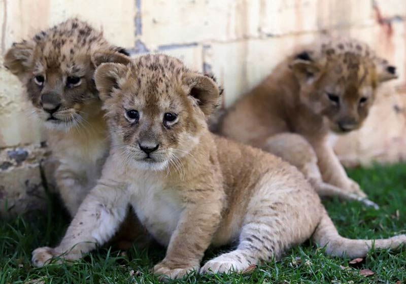 Filhotes de leão branco nascidos no zoo - Foto: REUTERS / Imelda Medina||