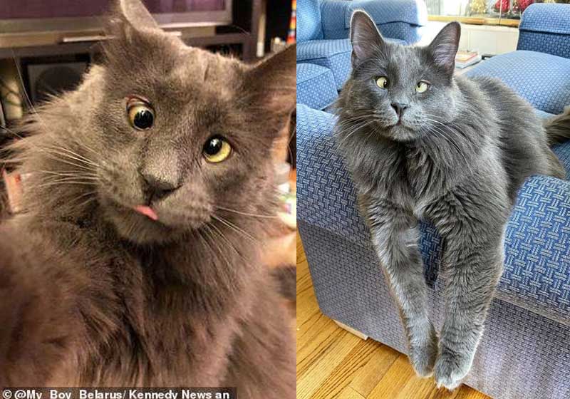 O gato Belarus - Foto: reprodução / Instagram|