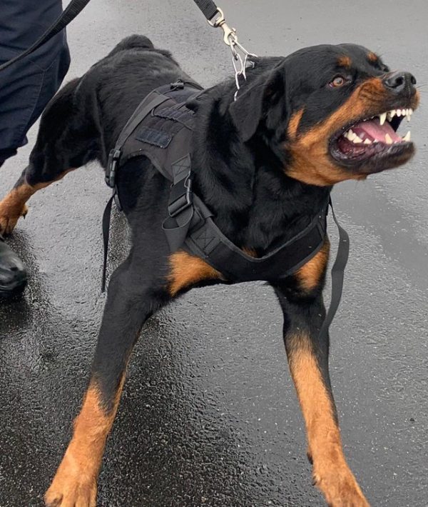 Thor - Foto: divulgação / Prefeitura de São Vicente