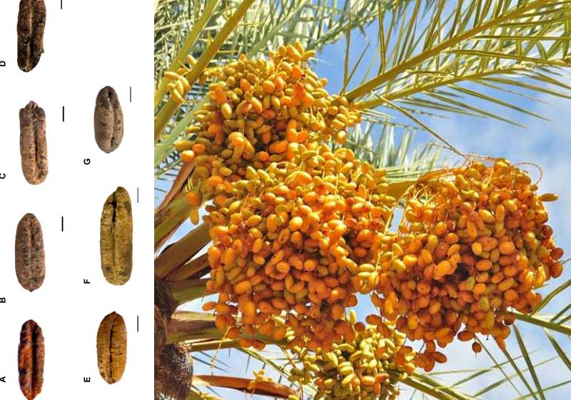 Sementes de tamareira de 2 mil anos - Fotos: Science Advances|