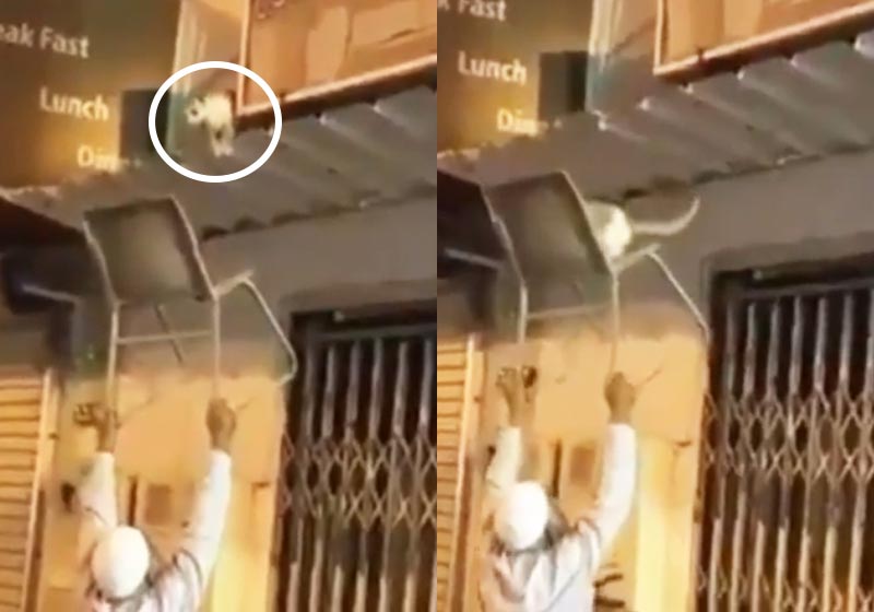 Idoso resgata gatinho - Fotos: reprodução / Instagram