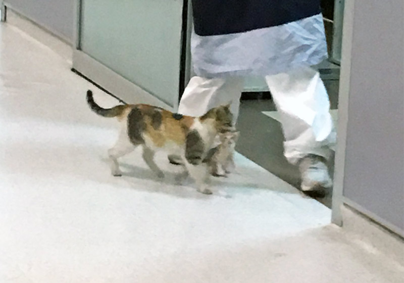 Fotos: reprodução / @ozcanmerveee