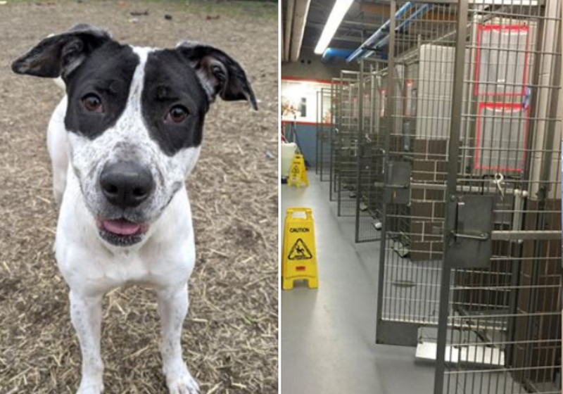 Foto: Chigago Animal Care and Control