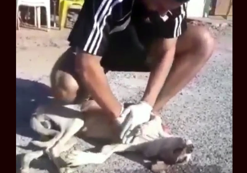 Lucas socorrendo o cão - Foto: reprodução / Instagram