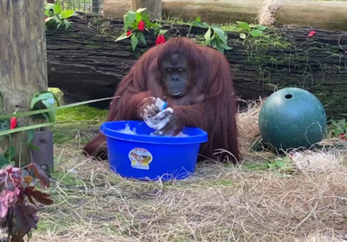 orangotango_lavamaos Foto: Center for Great Apes