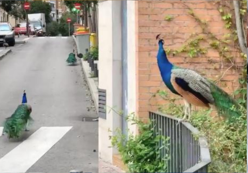 Foto: reprodução twitter