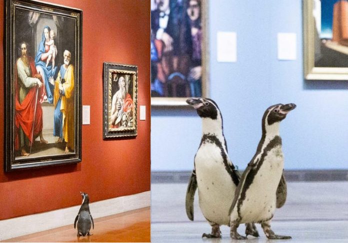 pinguins_museu Foto: Nelson-Atkins Museum of Art