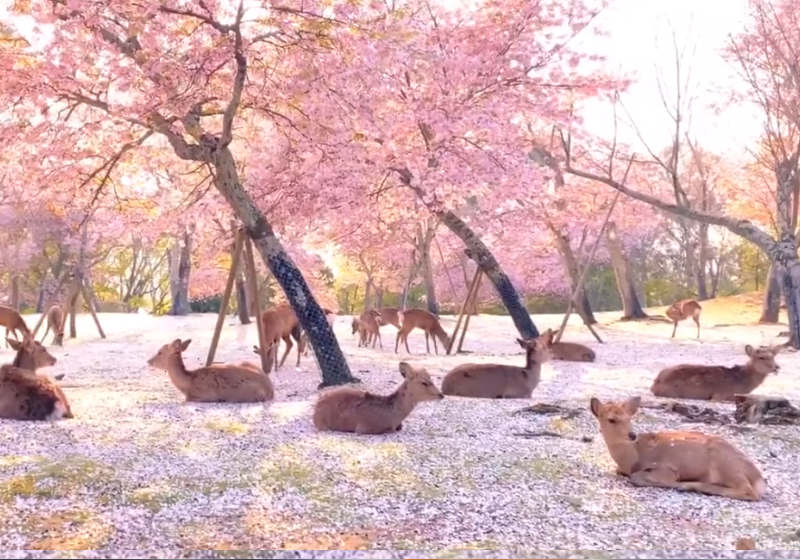 Foto: reprodução YouTube