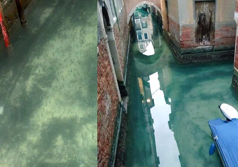 Fotos: Marco Capovilla/Reprodução Facebook|Cisnes e peixes em Veneza - Fotos: Marco Capovilla/Reprodução Facebook||