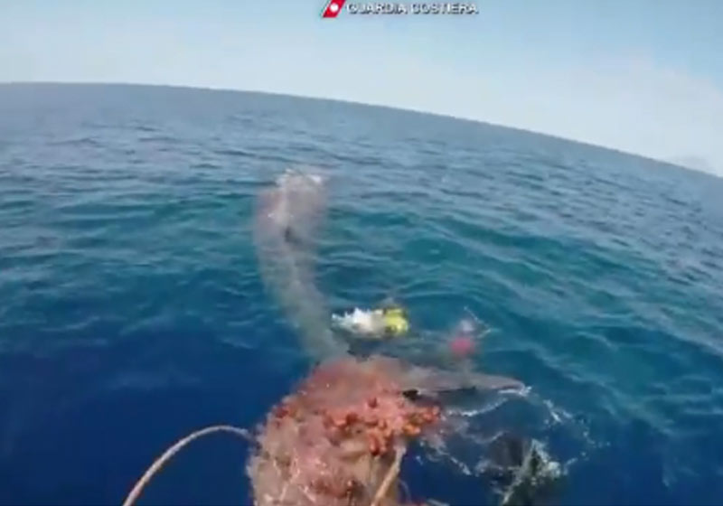 Baleia presa em rede de pesca - Foto: Garda Costeira da Itália
