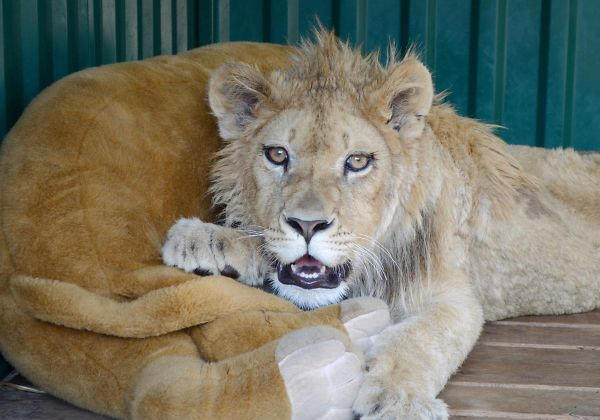 Fotos: karendallakyan