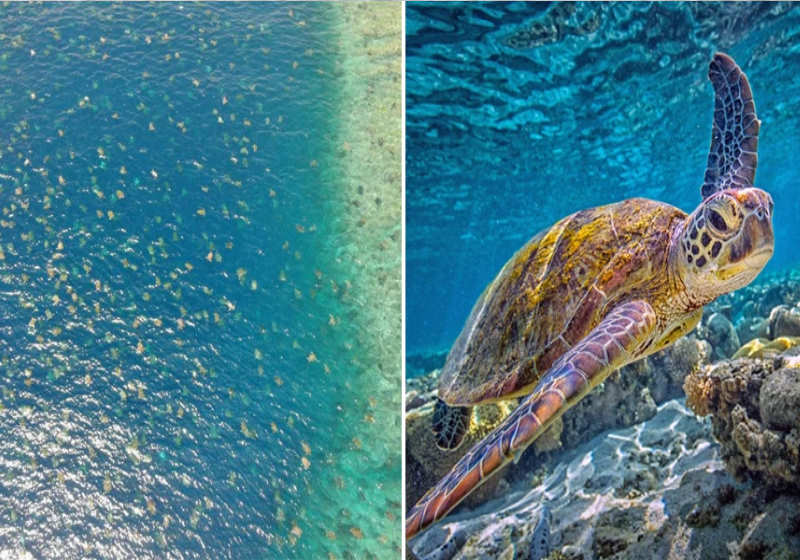 Foto: reprodução Great Barrier Reef Foundation