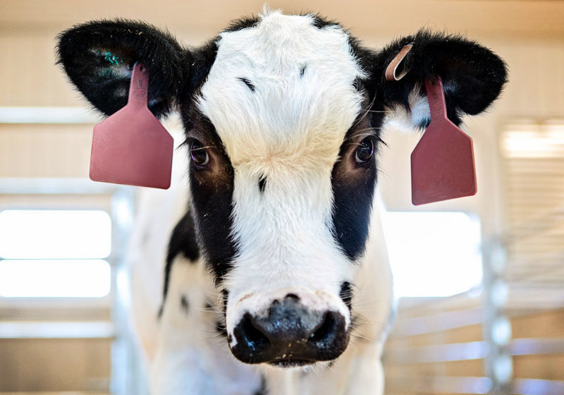 Foto: SAB BIOTHERAPEUTICS