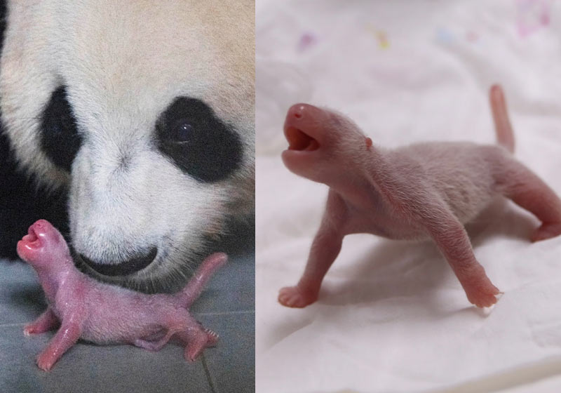 Mãe e filhote de panda gigante - Foto: Reuters/ Everland