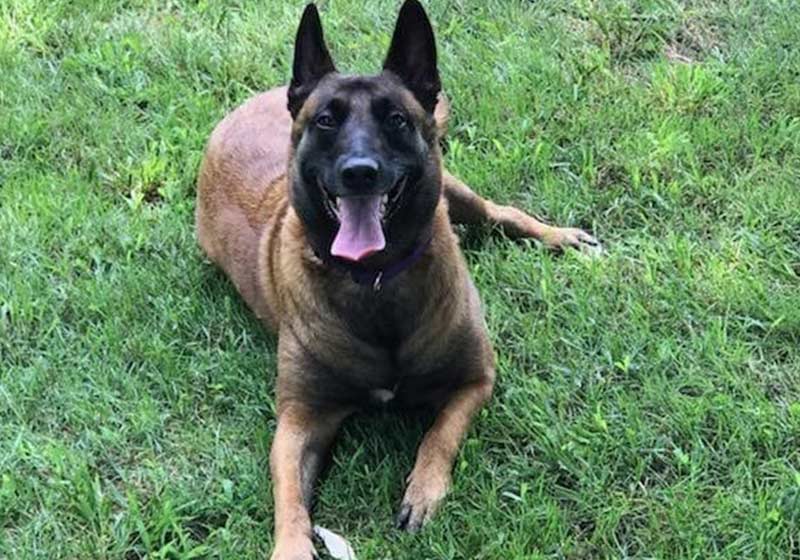 Roux salvou vizinhos de incêndio - Foto: Franklin Fire Department