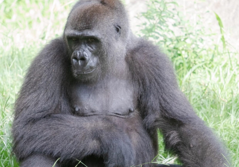 Tumani - Gorila da planície ocidental Foto: Audubon Zoo