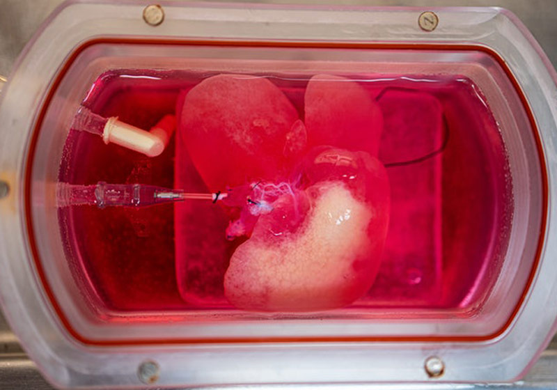 Mini fígado derivado de células humanas no biorreator - Foto: Universidade de Pittsburgh