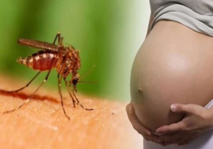zika_bloqueio Foto: Sociedade de Medicina Tropical