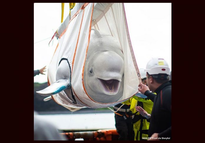 baleia-liberdade-close Foto: SeaLife Trust - Storyful