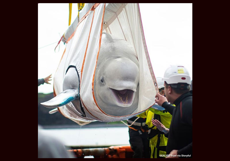 Foto: SeaLife Trust - Storyful