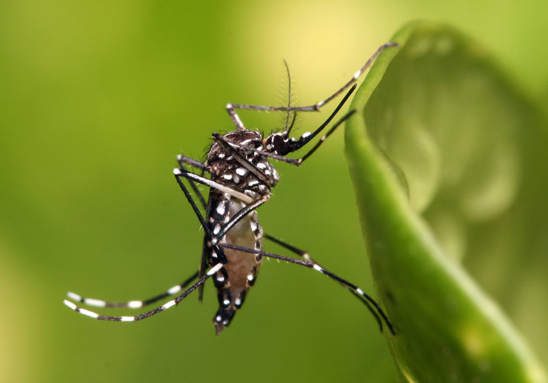 Mosquito Aedes aegypti - Foto: Wikimedia Commons