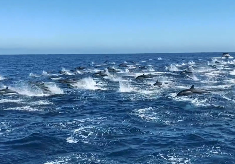 Foto: Capt. Dave's Dana Point Dolphin & Whale Watching Safari