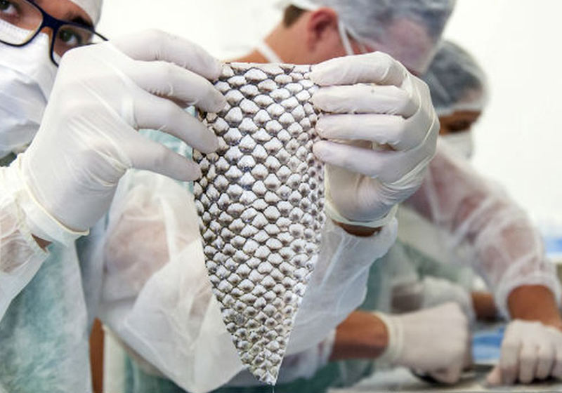 Pele de tilápia - Foto: Viktor Braga / UFC