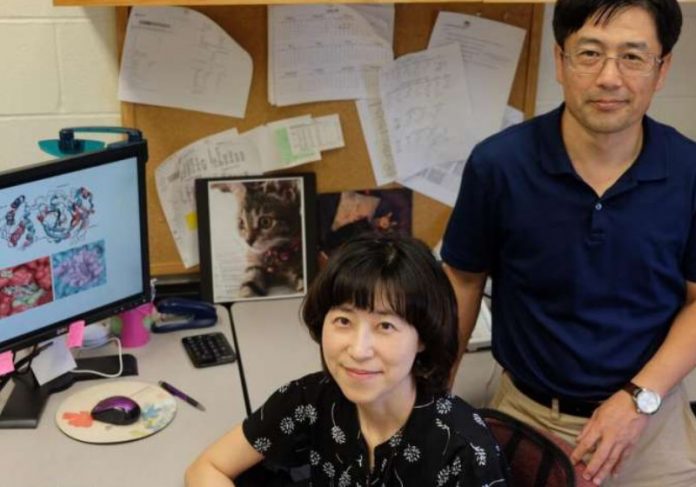 virologistas_antivirais Os virologistas Yunjeong Kim e Kyeong-Ok Foto: Faculdade de Medicina Veterinária da Universidade Estadual do Kansas