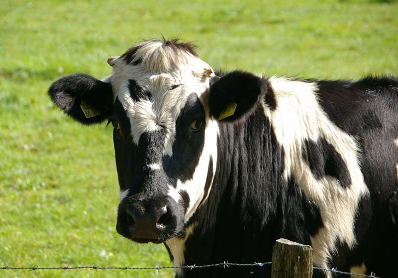 Vaca leiteira - Foto: Pixabay /wernerdetjen