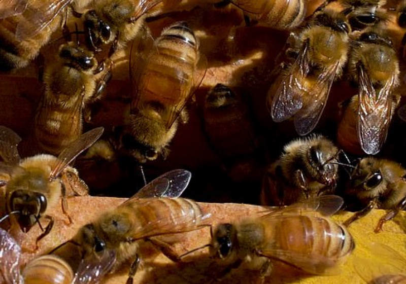 Foto: Universidade Western Australia