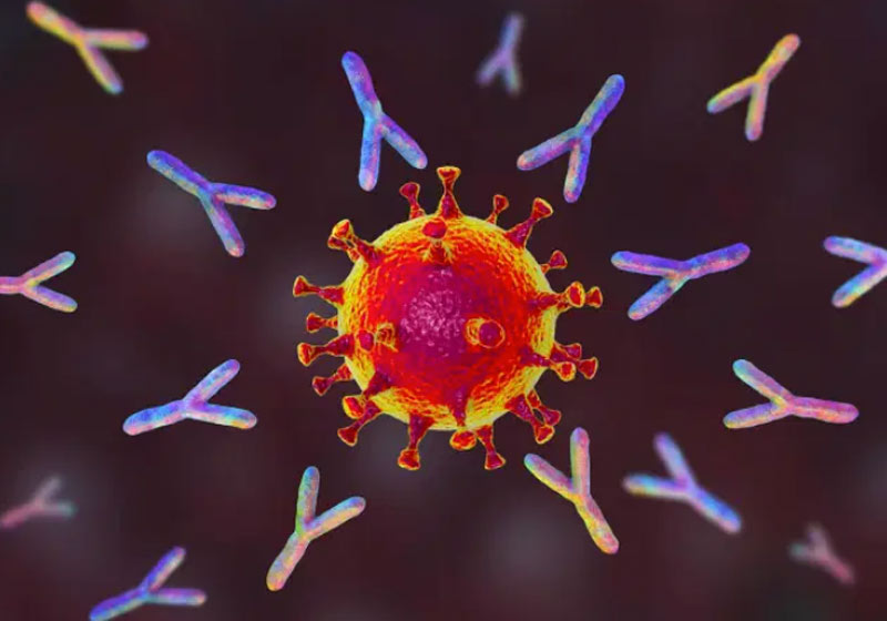 Anticorpos e covid-19 - Kateryna Kon / Science Photo Library / Getty Images