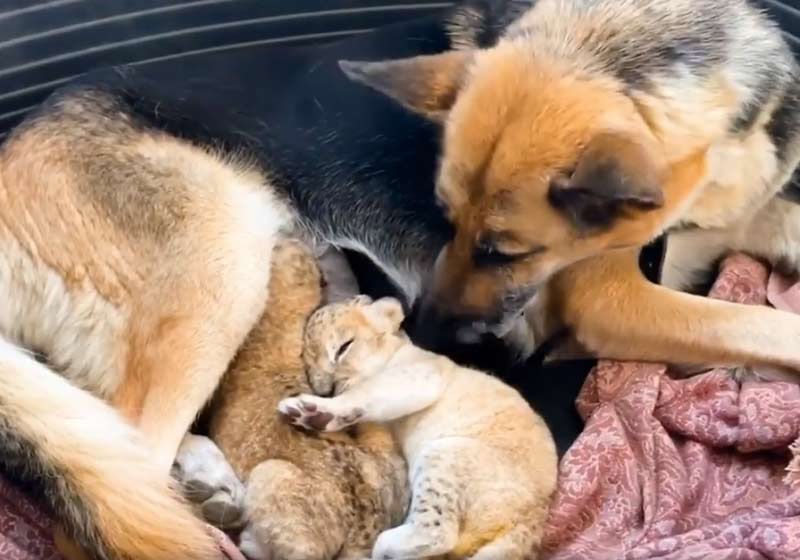 Sandra e os filhotes de leão - Foto: reprodução / Lionspark.ru