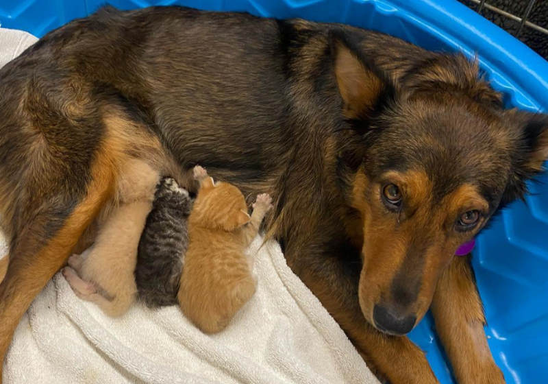 Foto: Sunshine Dog Rescue