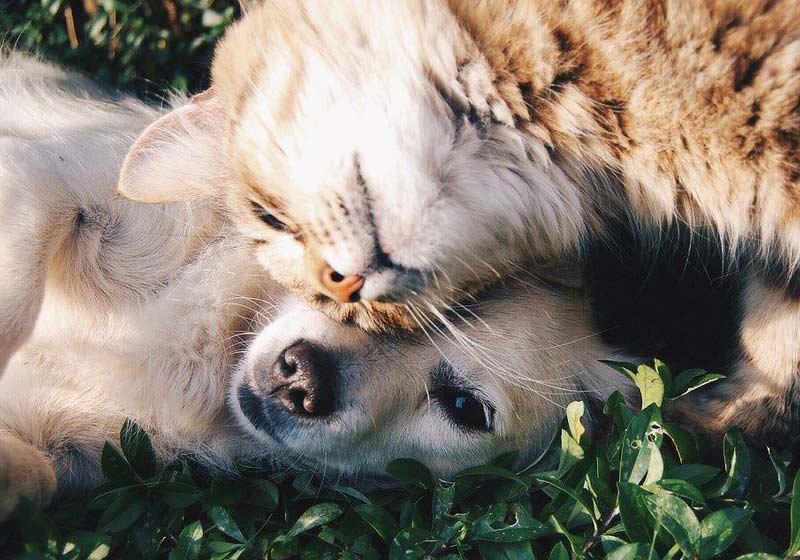 Cão e gato amigos - Foto: Pixabay