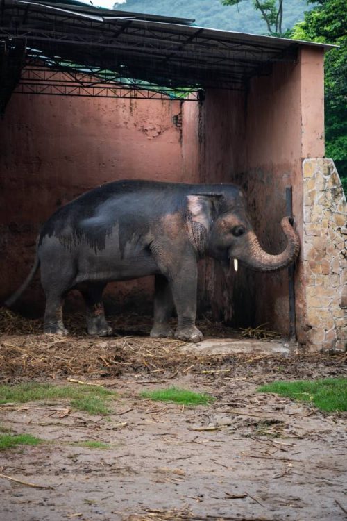 Elefante Kaavan - Foto: reprodução / Nation